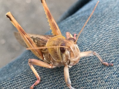 バッタ襲来 / Locusts invading Nepal