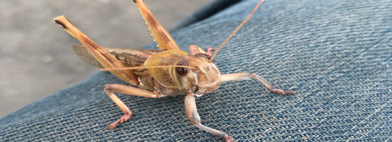 バッタ襲来 / Locusts invading Nepal