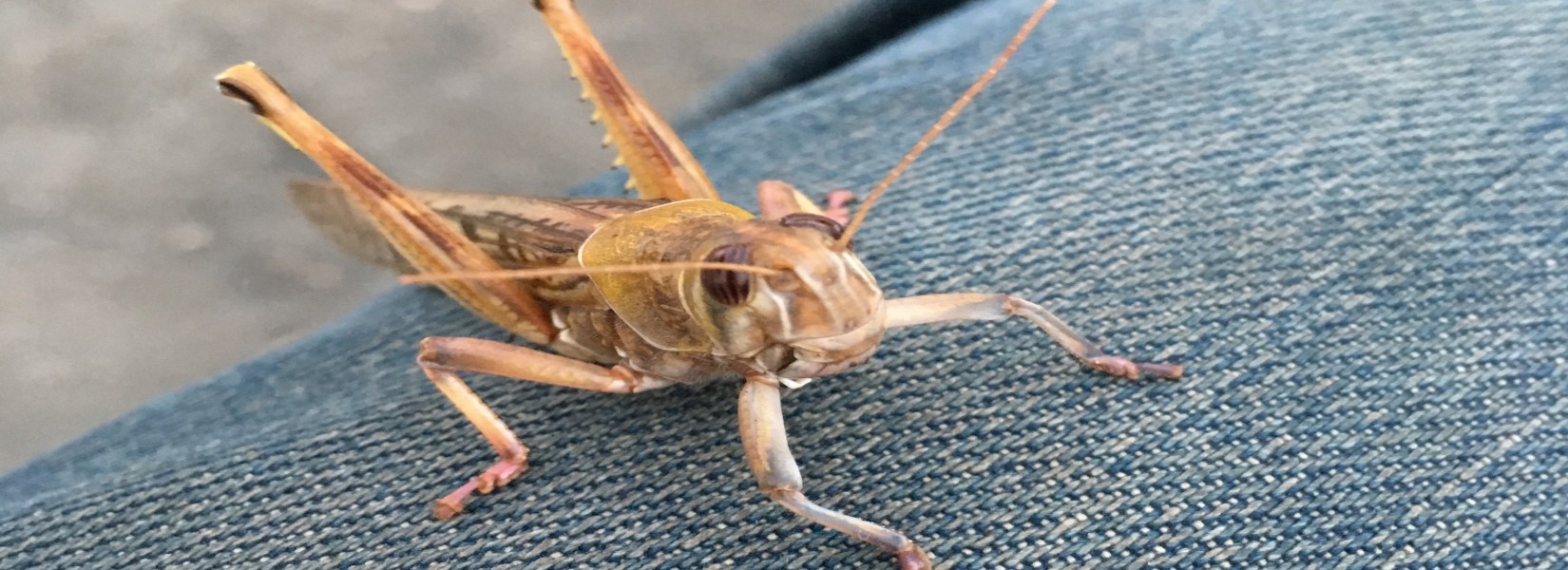 バッタ襲来 / Locusts invading Nepal
