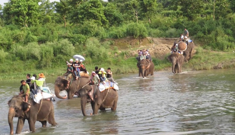 Chitwan Jungle Safari Tour 1 Night