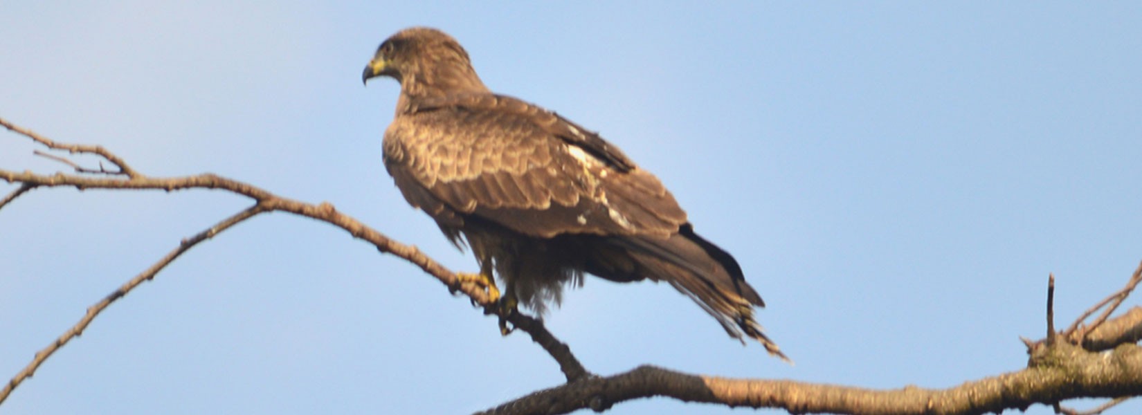 Bird watching Tour in Nepal