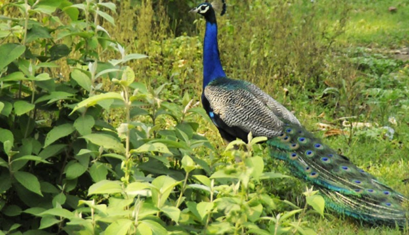 Chitwan National Park Safari Tour - 4 Days