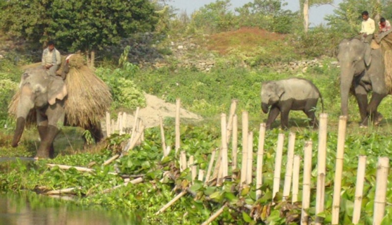 Koshi Tappu Wildlife Reserve