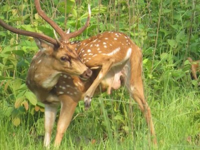 Chitwan Jungle Safari Tour 1 Night