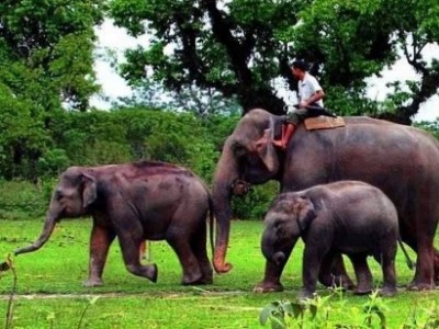 Chitwan National Park Safari Tour - 3 Days