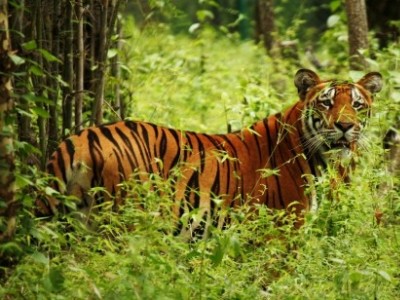 Chitwan National Park Safari Tour - 4 Days