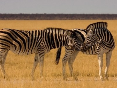 Shuklaphanta Wildlife Reserve